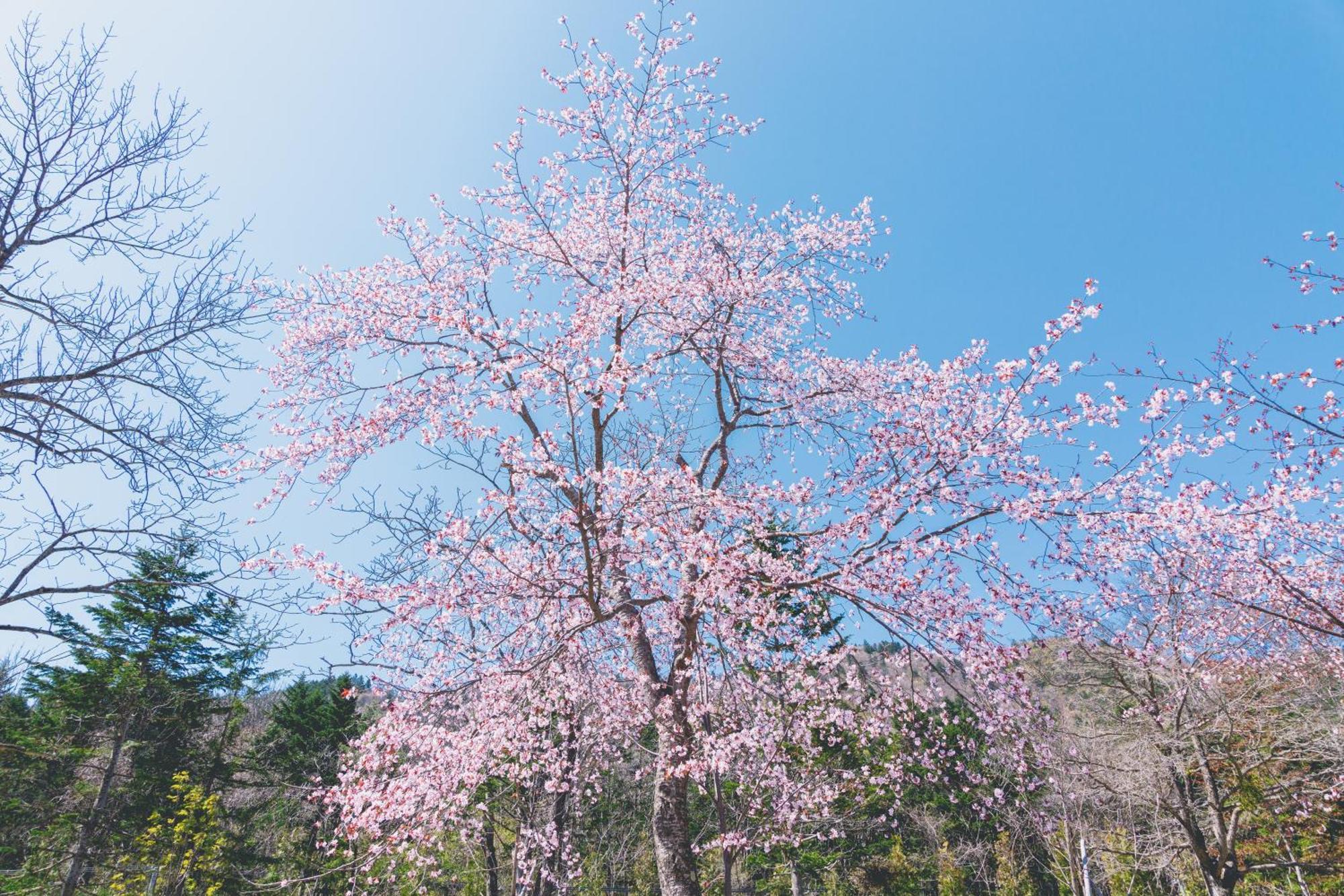 Okujozankei Onsen Kasho Gyoen Sapporo Exterior foto